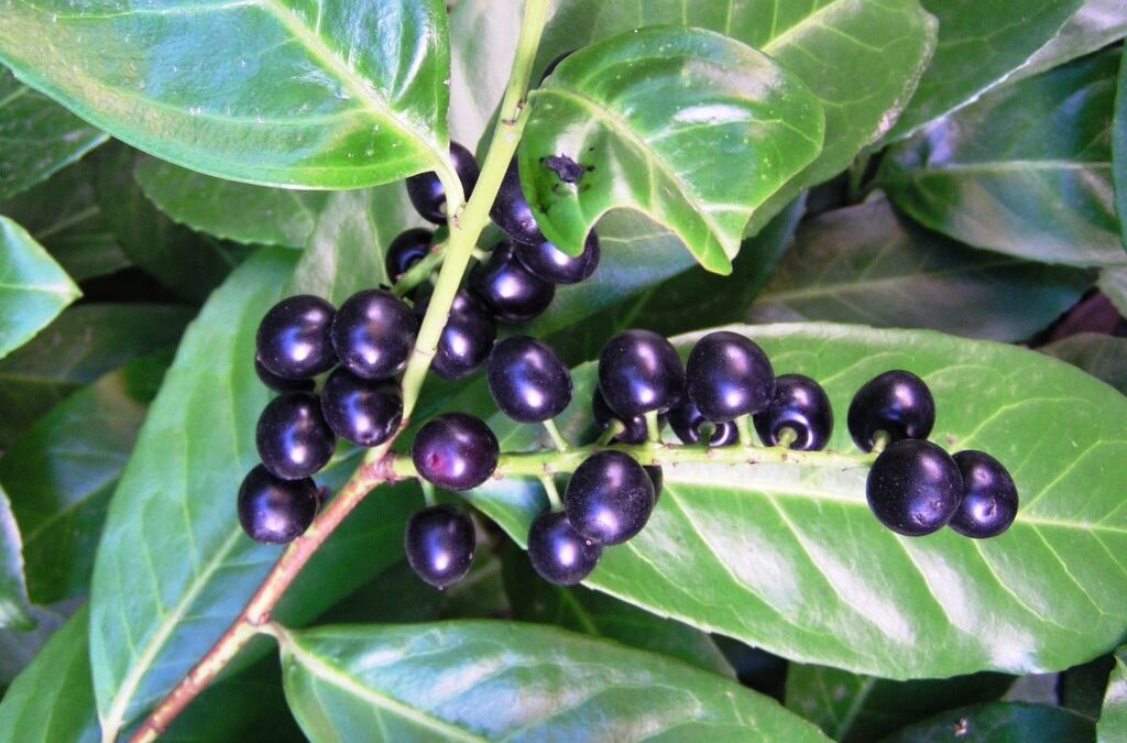Can You Grow Shrubby Prunus in Containers? Growing Shrubby Flowering Cherries