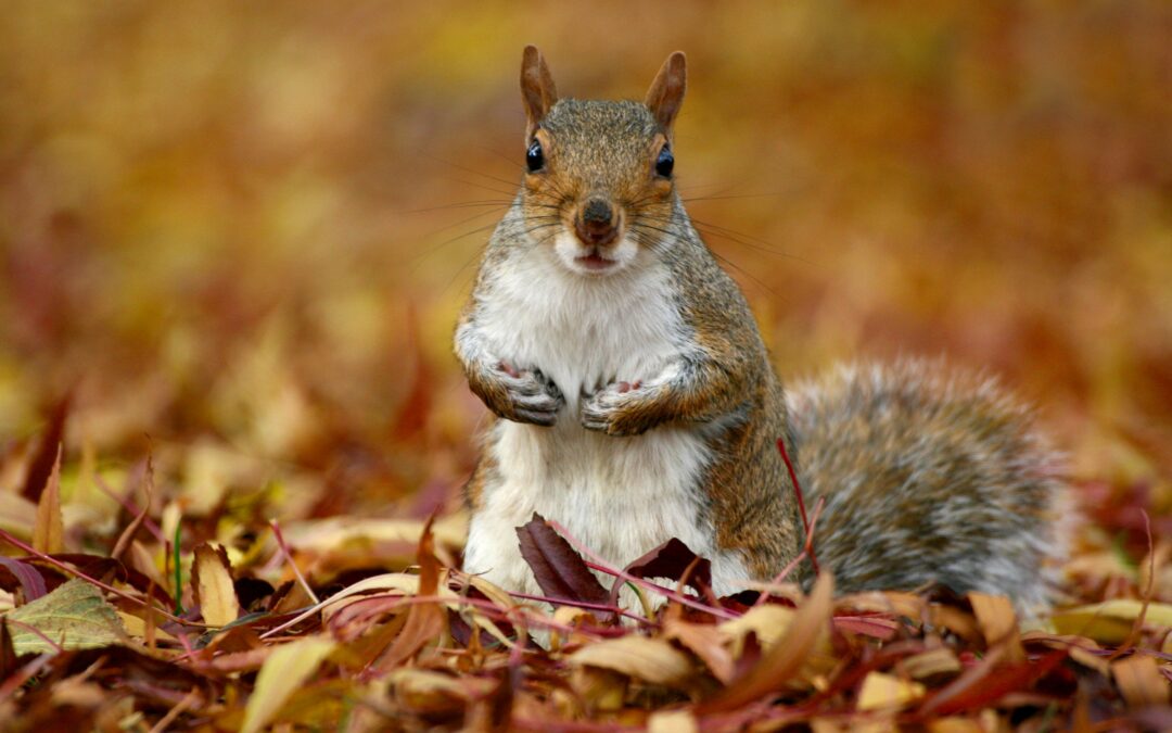 Pistachios vs. Almonds for Squirrels: What You Really Need to Know