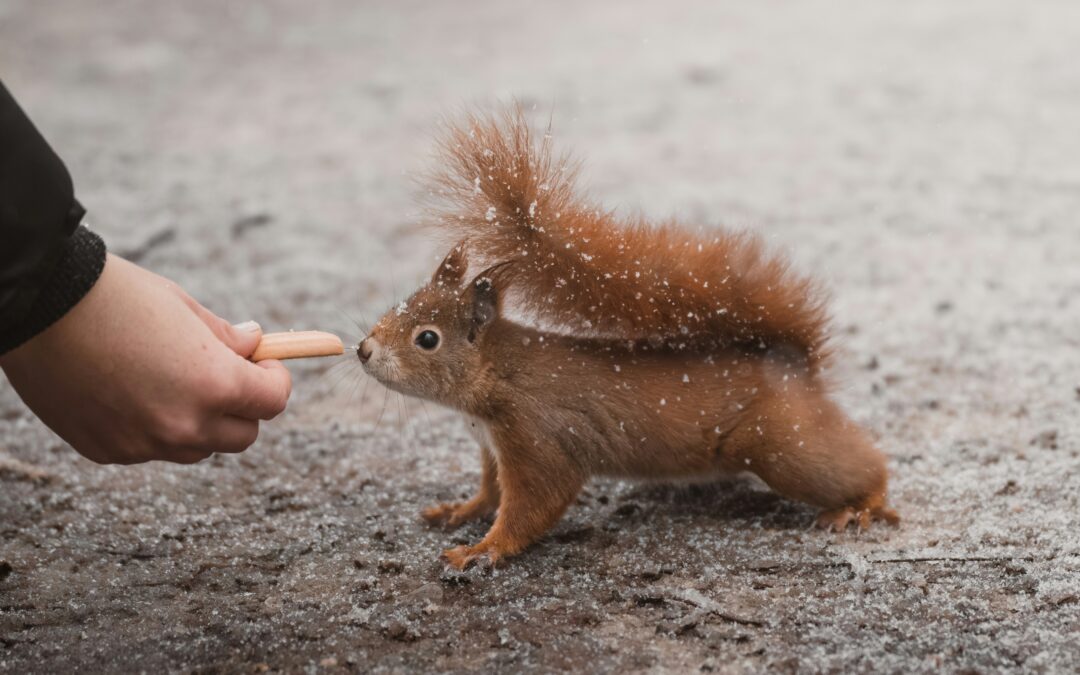 Do Squirrels Eat the Whole Acorn?