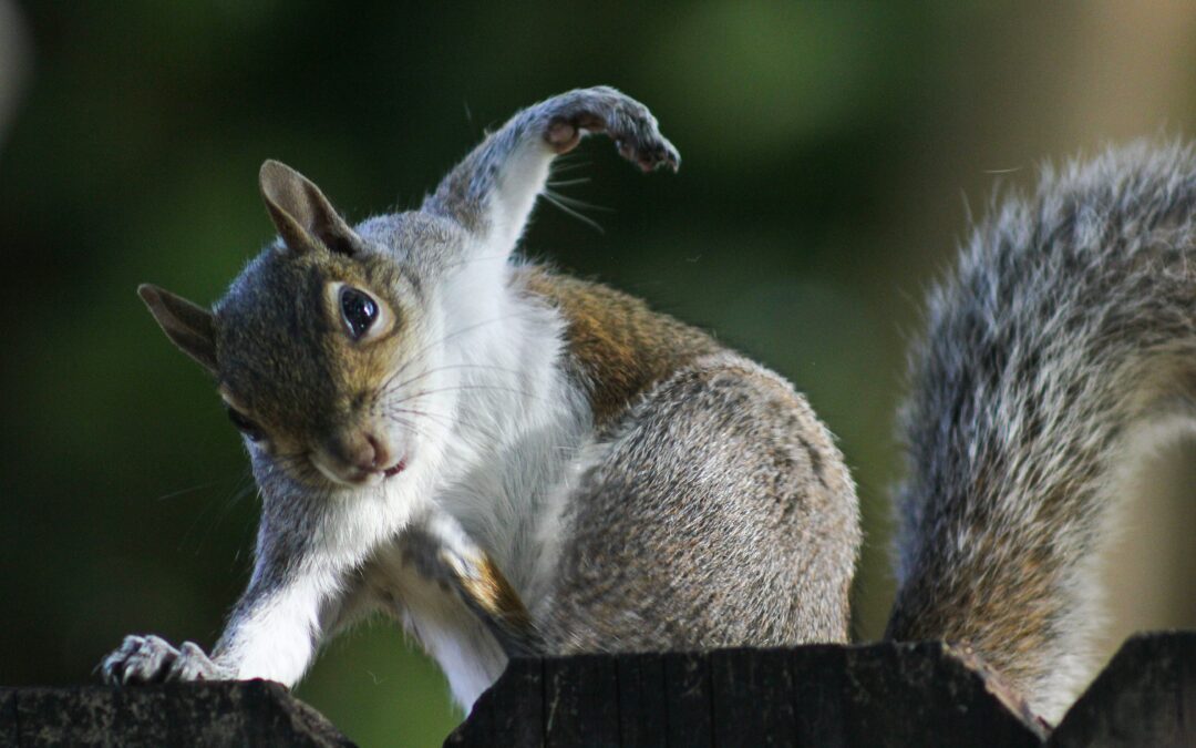 Can Squirrels Swim?: A curious question
