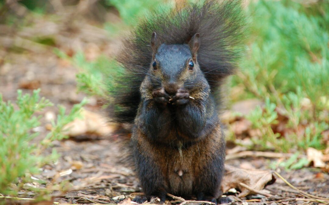 What Are Signs of Squirrel Pregnancy?