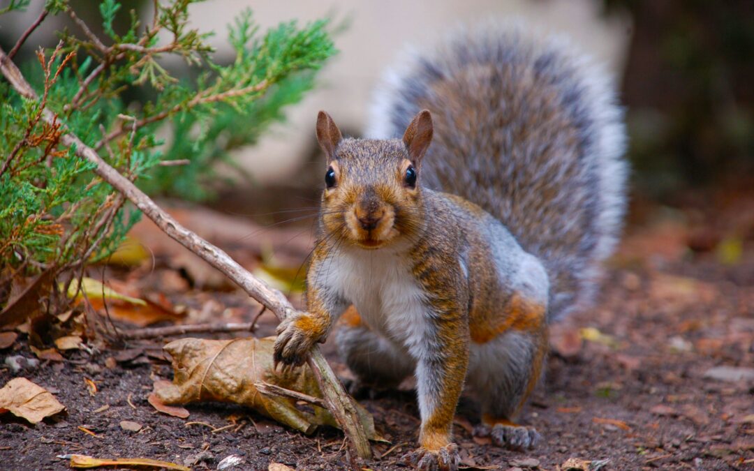 How Do I Keep Squirrels Off My Shepherd’s Pole?