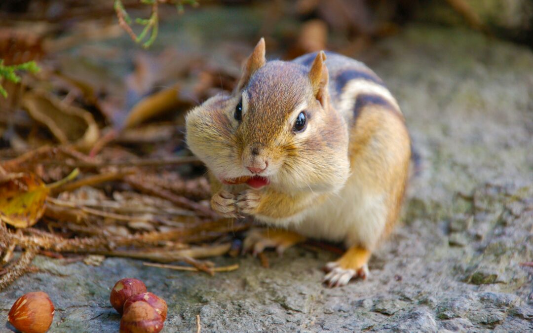 What Does Squirrel Taste Like?