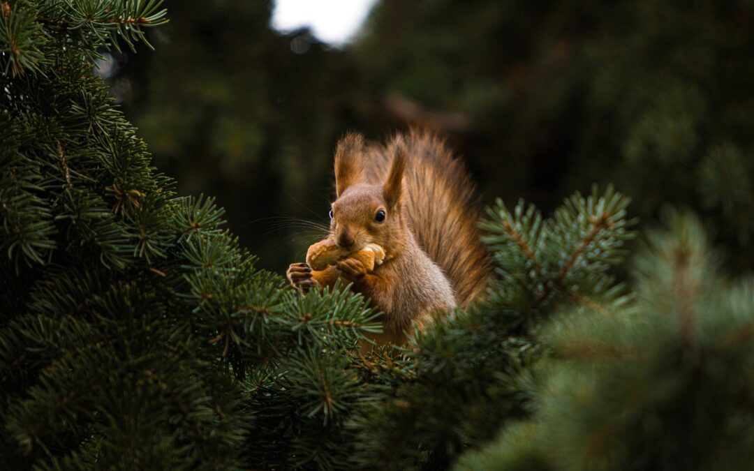 Why Squirrels Go After Human Food Anyway