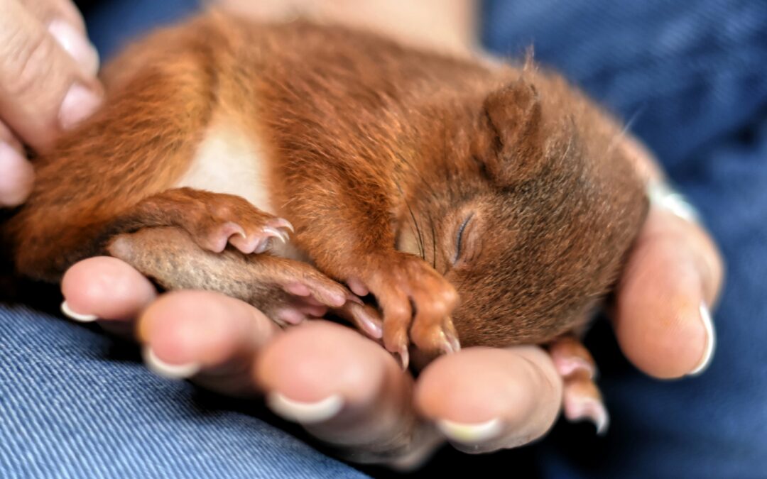 How to Take Care of a Baby Squirrel