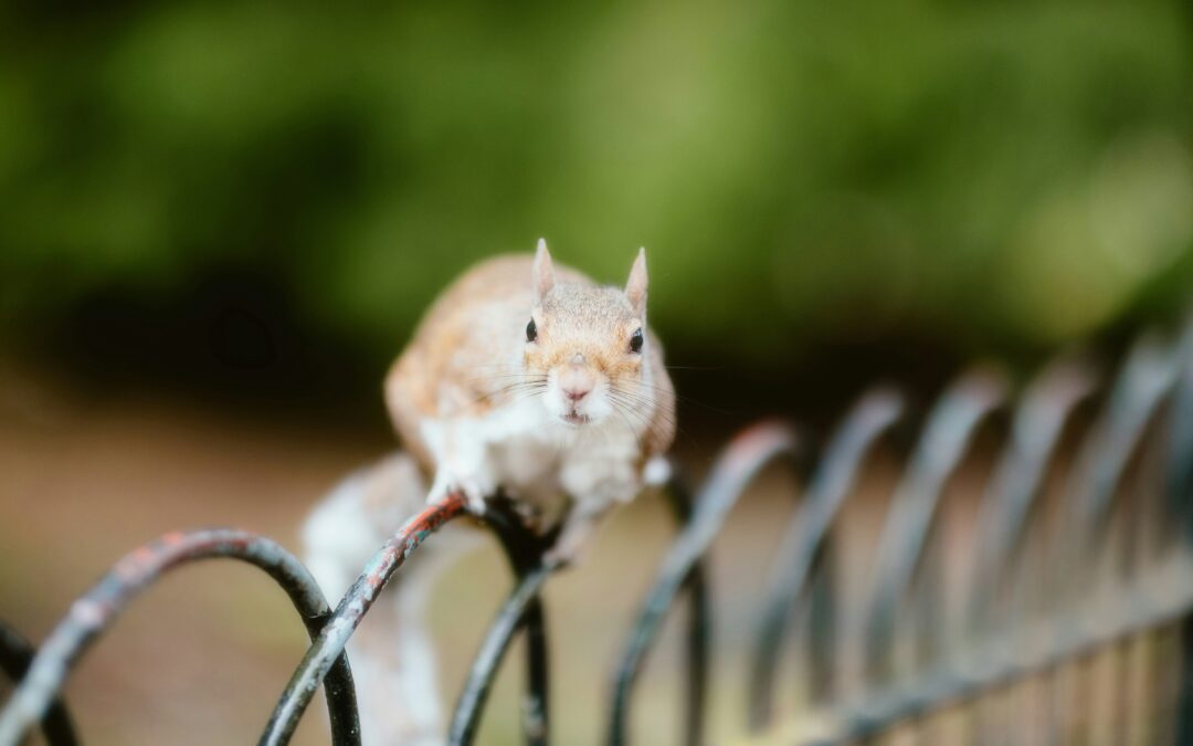 What Attracts Squirrels? A Complete Guide to Understanding Their Curiosity