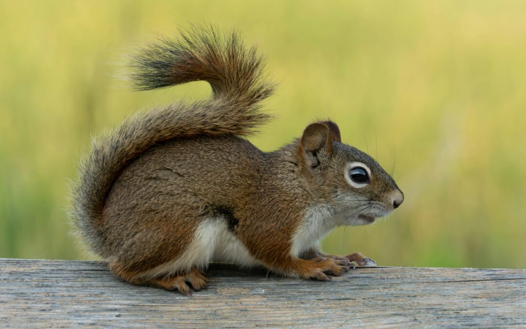 How to Protect Peach Trees from Squirrels