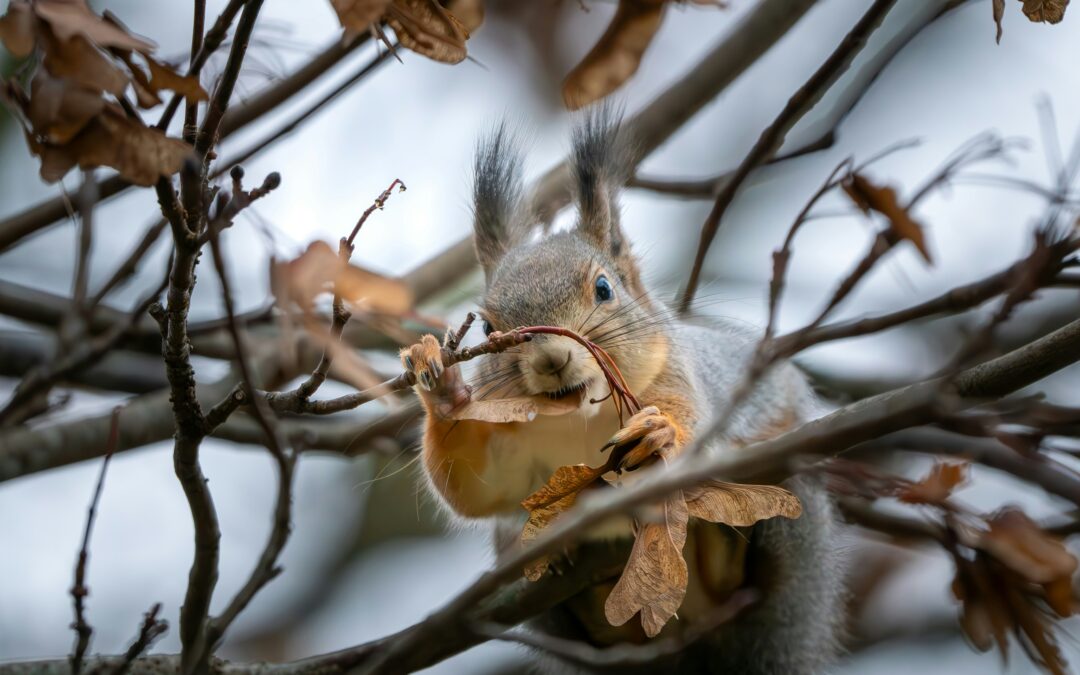 What’s Squirrel Breeding Seasons?