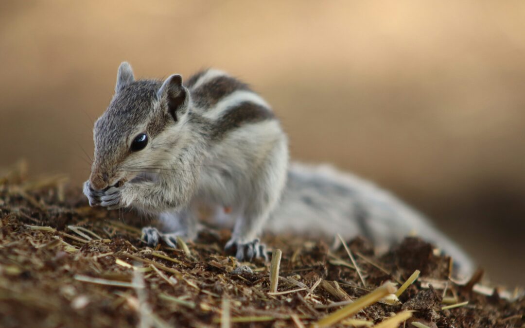 Are Squirrel Nests Waterproof?