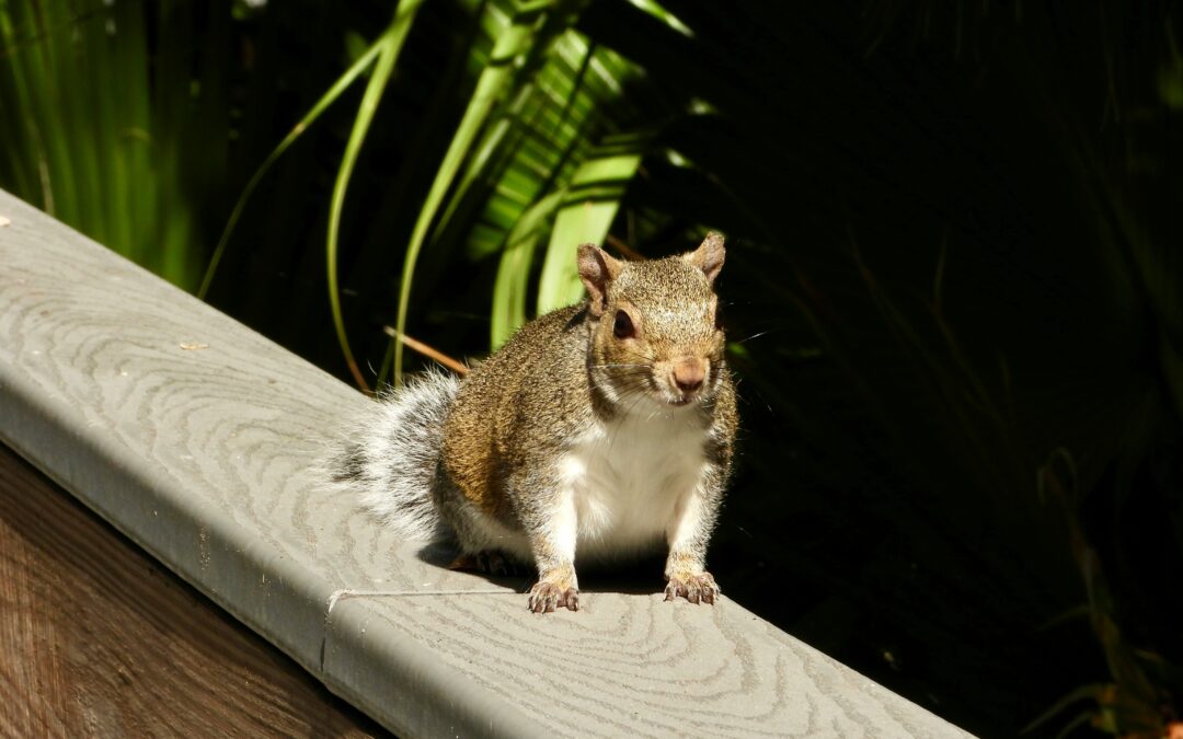 Do Squirrels Eat Worms?