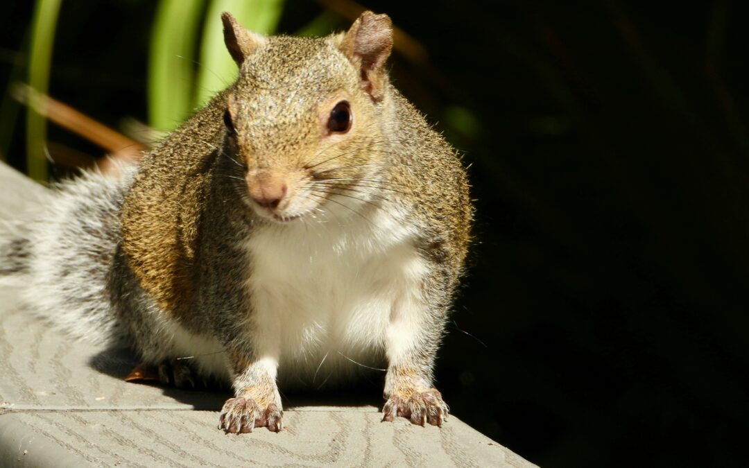 How Do You Get Rid of Squirrels in the Garden?
