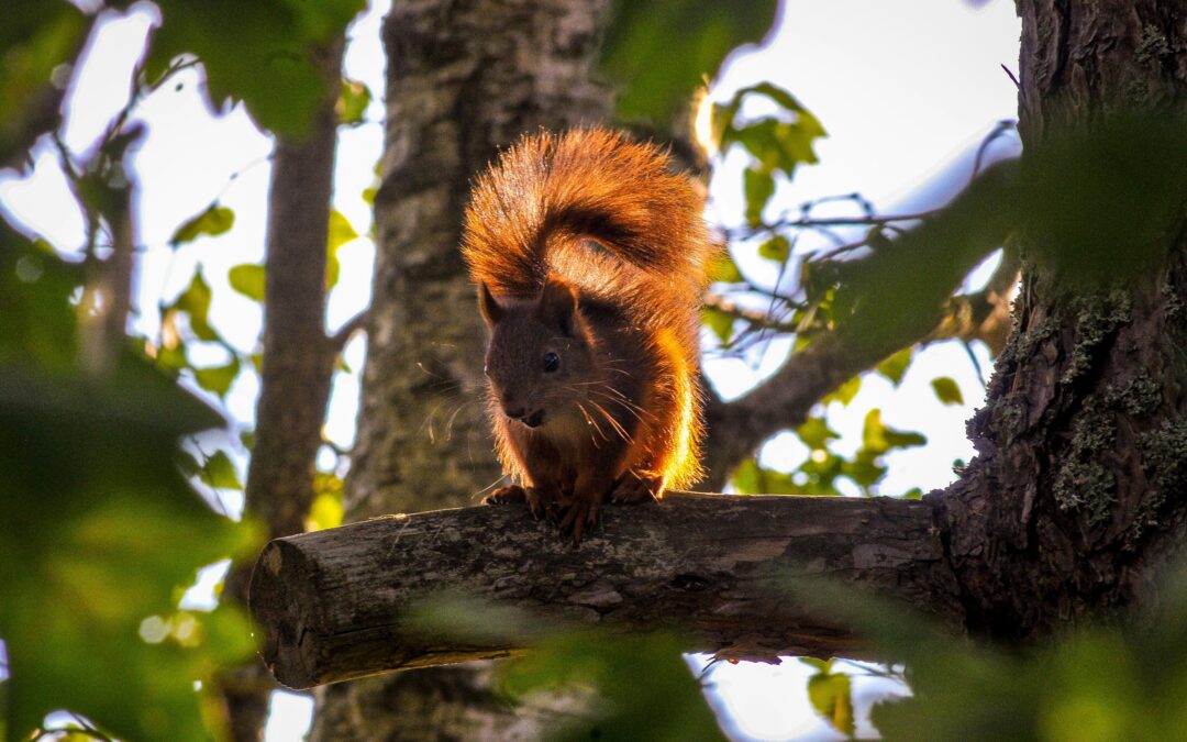 Squirrel Droppings vs. Rat Droppings: How to Tell the Difference