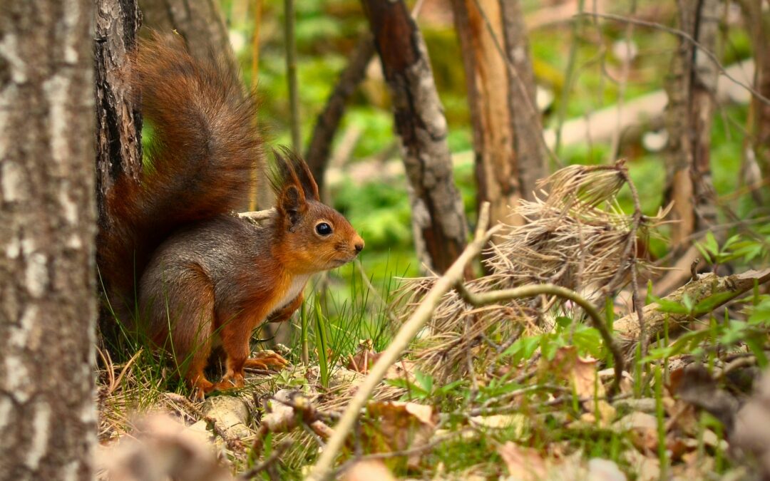 Does Peppermint Oil Repel Squirrels?