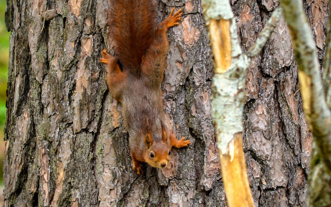 Is it against the law to kill squirrels?