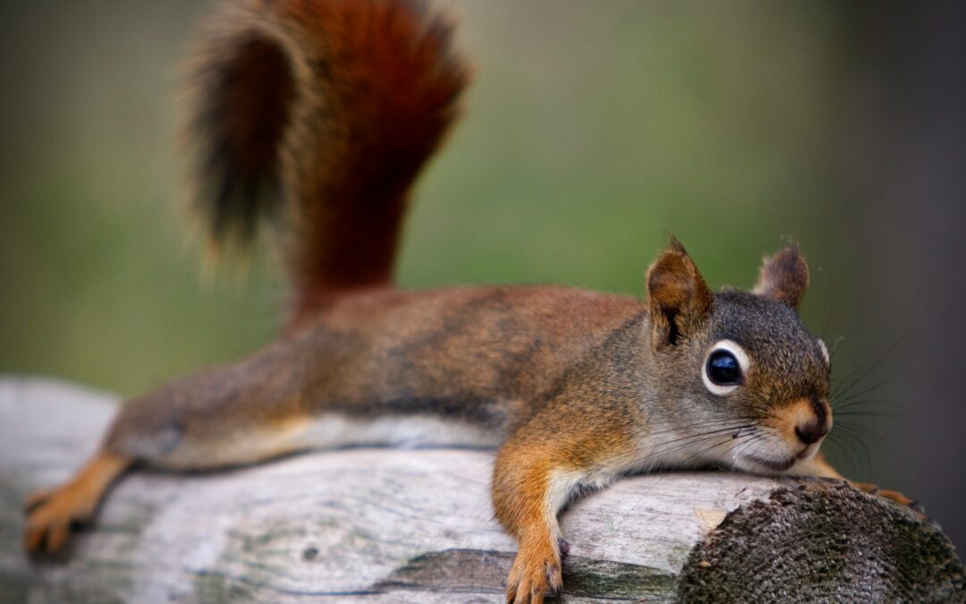 Can Squirrels Eat Potatoes?
