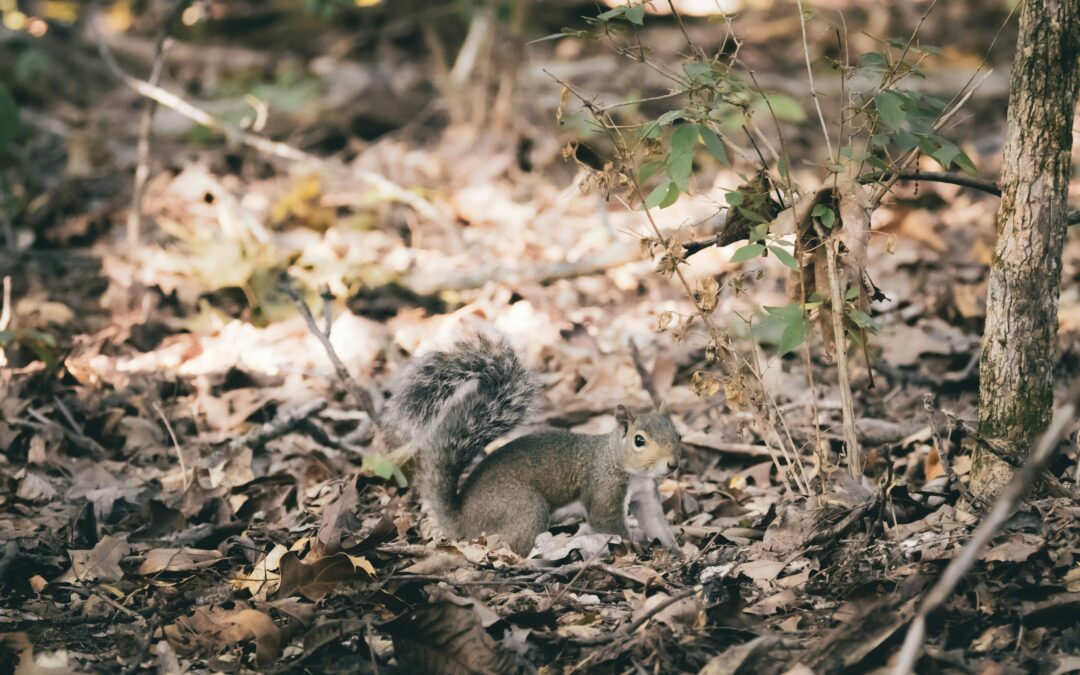Where Do Squirrels Sleep in the Summer?