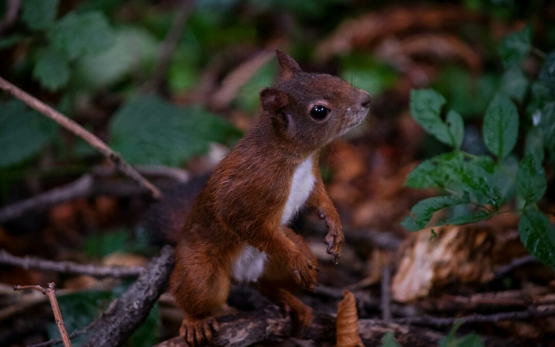 Do Squirrels Have Testicles?