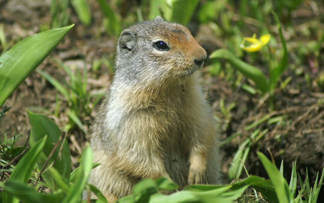 Why Do Squirrels Dig Holes?