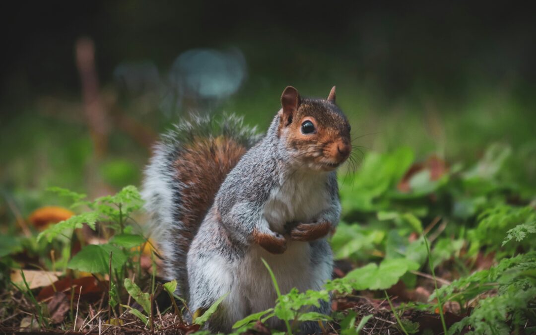 Do Squirrels Like Tomatoes? What These Little Garden Visitors Really Want