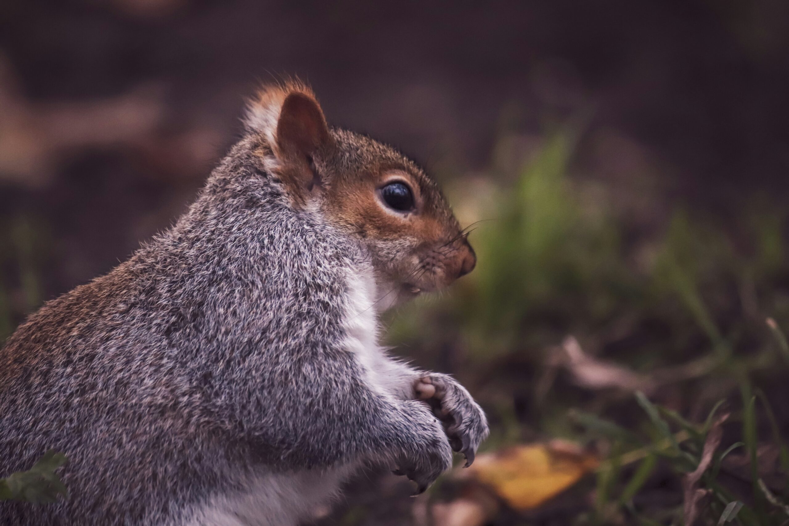 Can Squirrels Eat Salted Peanuts?
