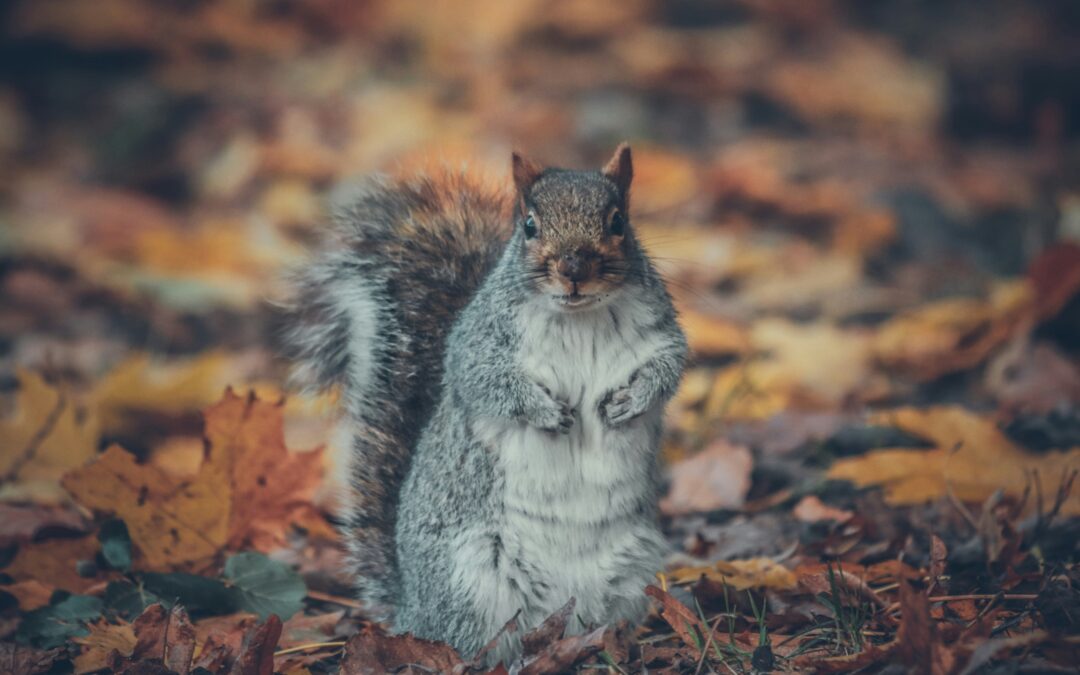 Do Ground Squirrels Hibernate?