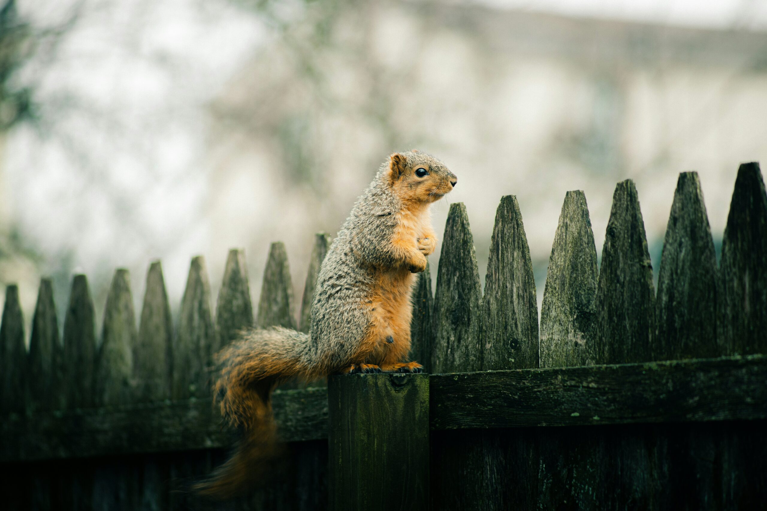 How to Keep Squirrels Away from Your House?
