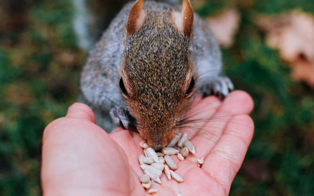 What Flowers Do Squirrels Hate?