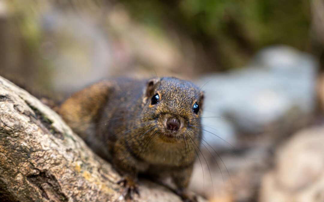 When Is Squirrel Season in Alabama?
