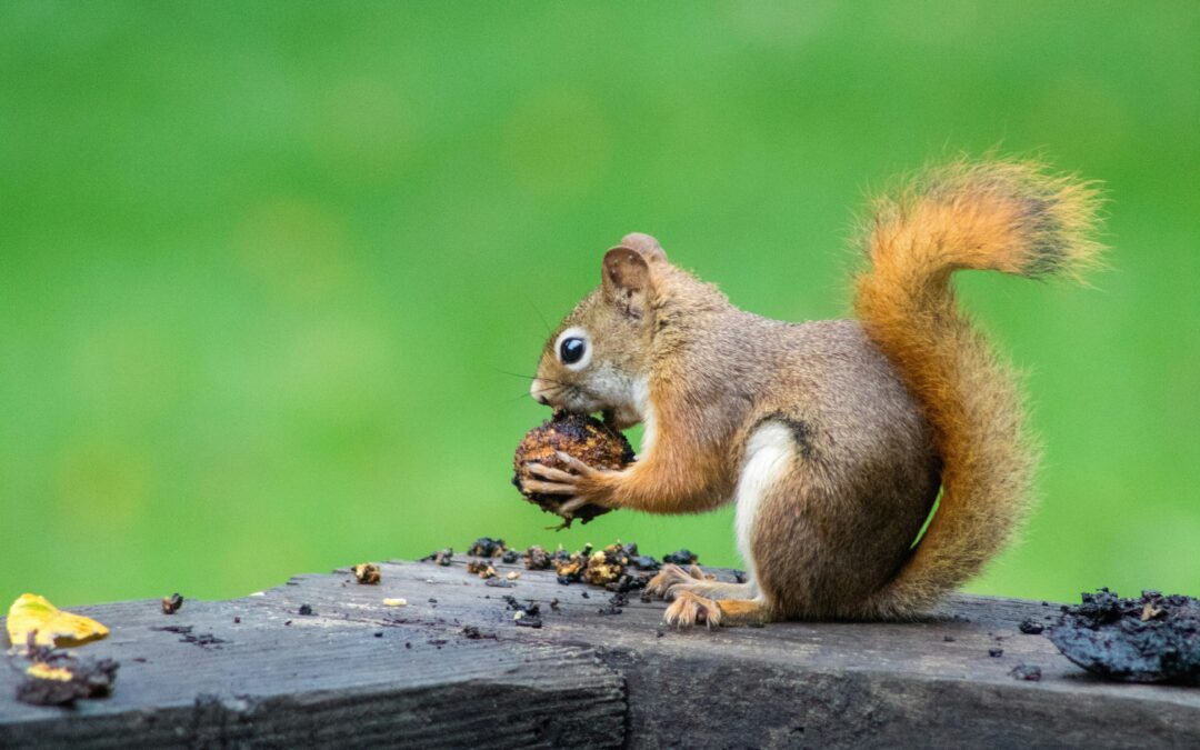 Are Squirrels Rodents? More Than You Think