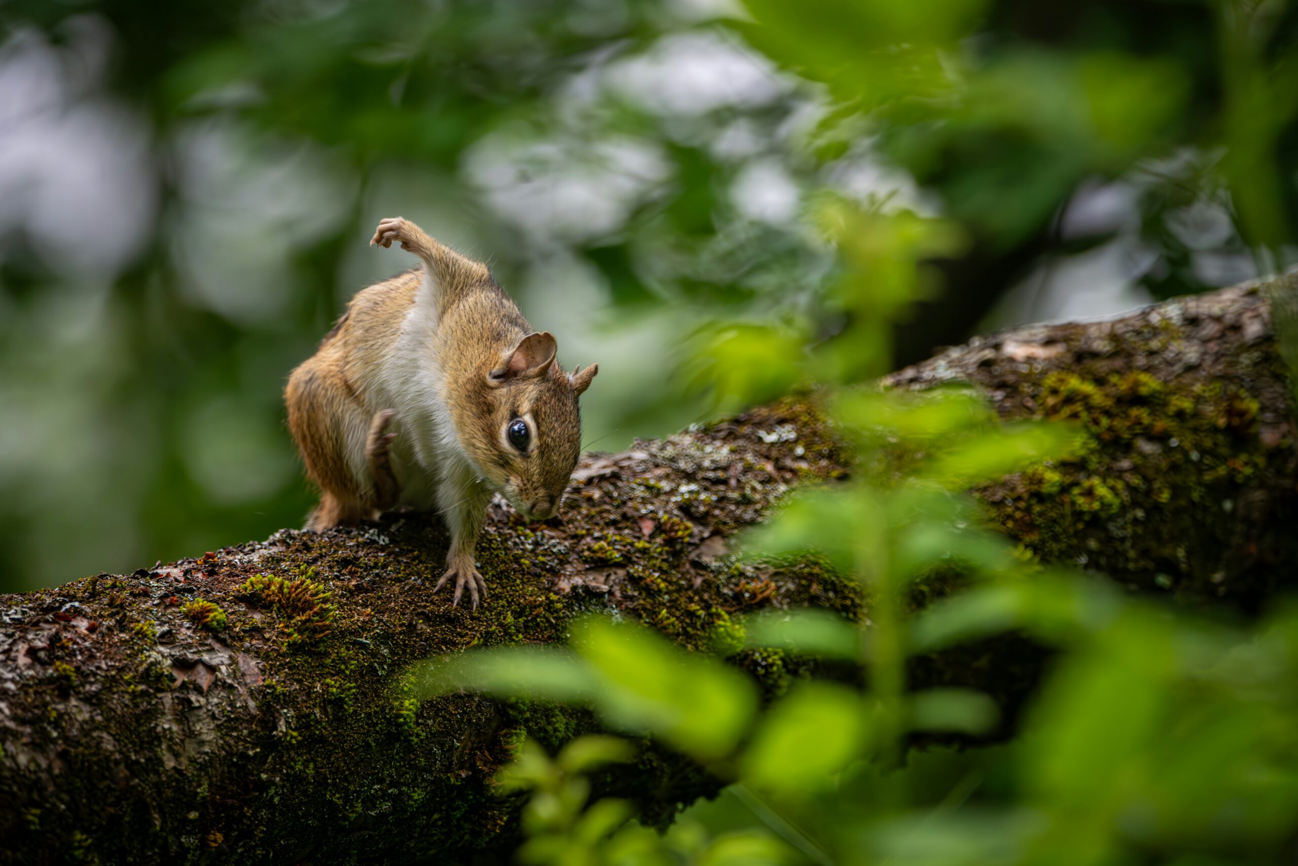 When Is Squirrel Season in West Virginia?