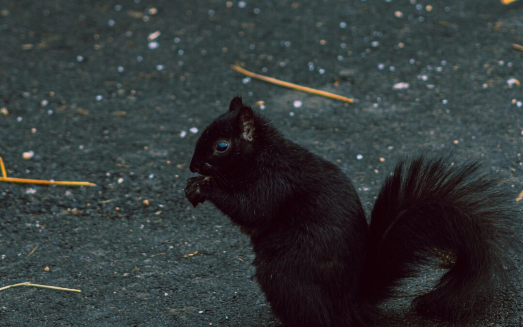 Squirrels in Urban vs. Wild Environments: Why Squirrels Are Everywhere