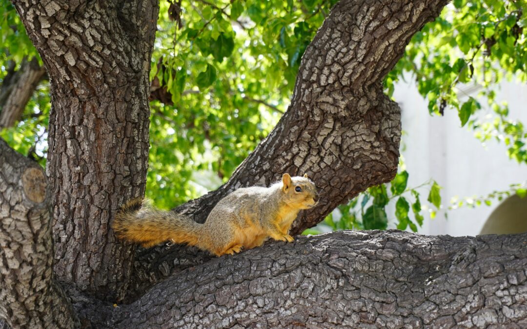 Is It Safe to Feed Squirrels?