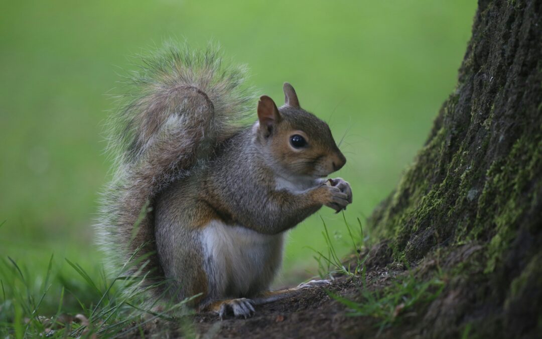 Do Squirrels Have a Good Sense of Smell? Squirrels and Their Hidden Superpower