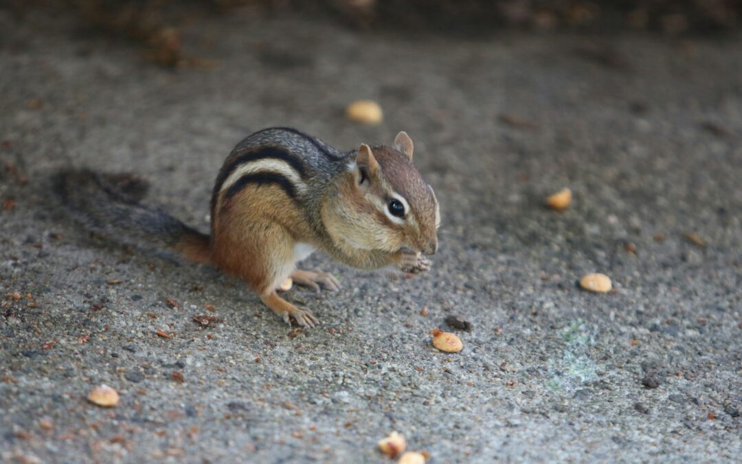 How Long Can a Squirrel Live Trapped in a Wall?