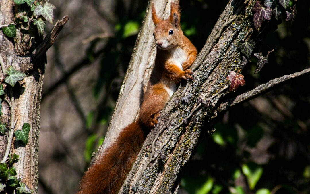 How Many Nuts Can a Squirrel Fit in Its Mouth?