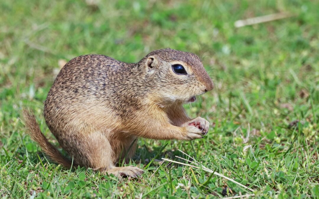 How to Prevent Squirrels from Eating Tomatoes?