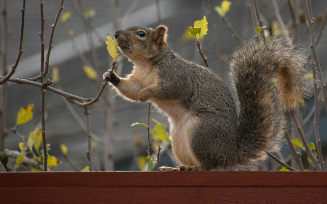 Do Squirrels Eat Grass? A Surprisingly Common Question