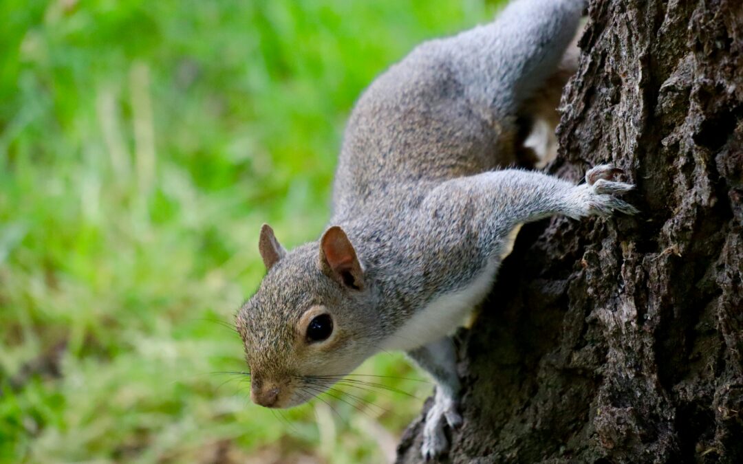 How Smart is a Squirrel?