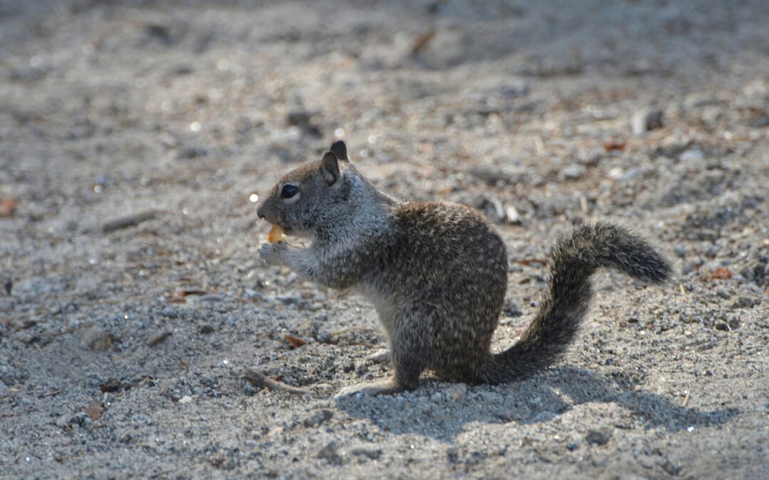 What to Do With an Injured Squirrel?