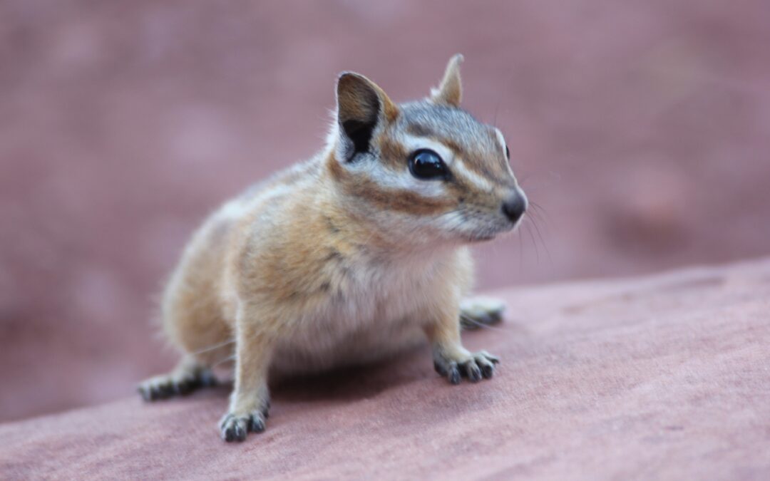 Do Different Squirrel Species React the Same Way?