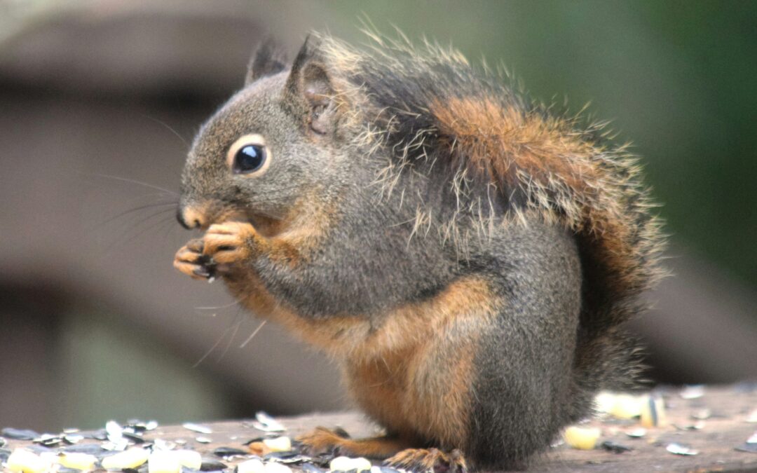 Can Squirrels Eat Cheese?