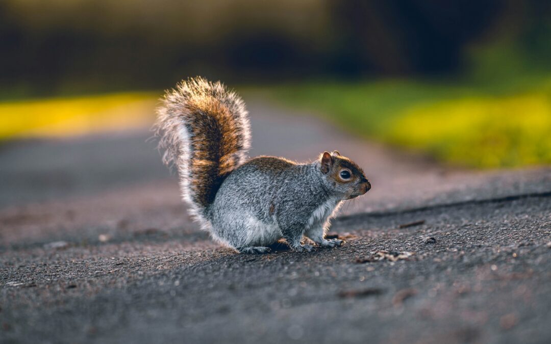 How Long Do Squirrels Live in Captivity?