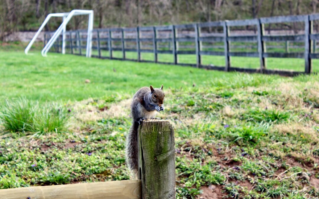 Can Squirrels Eat Pumpkins? A Complete Guide