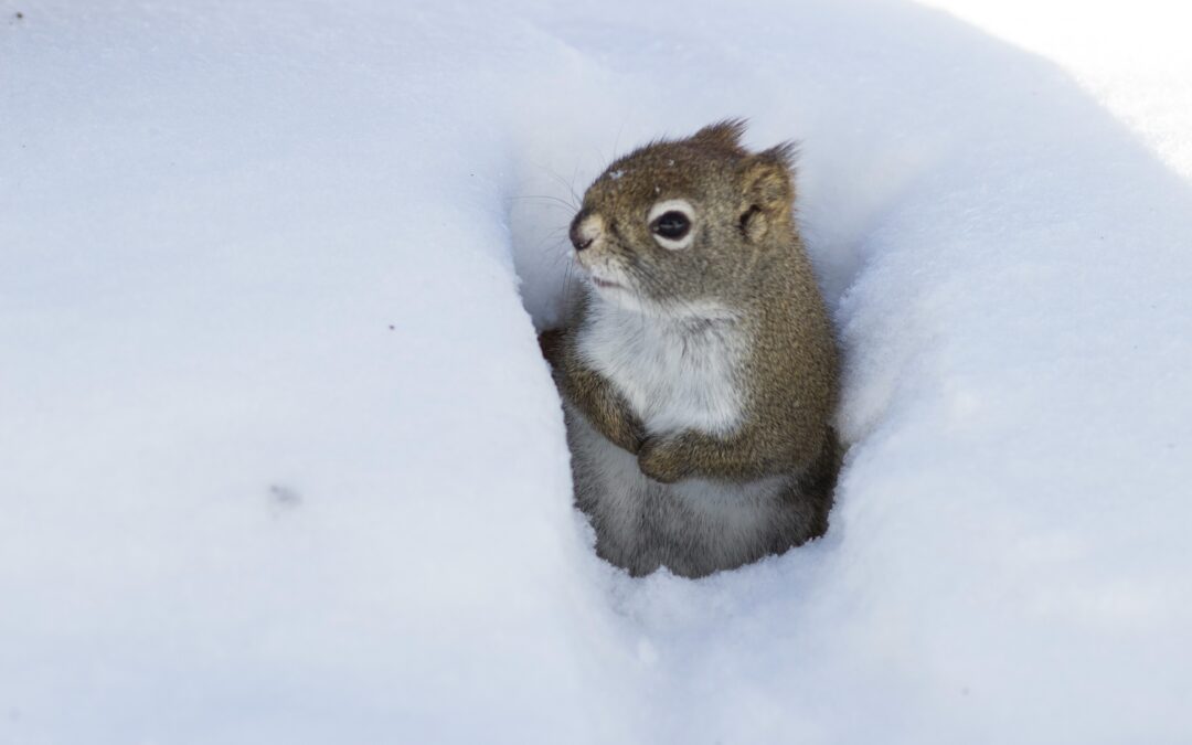 How Cold Is Too Cold for Squirrels?