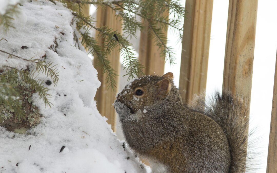 Do Squirrels Hibernate?