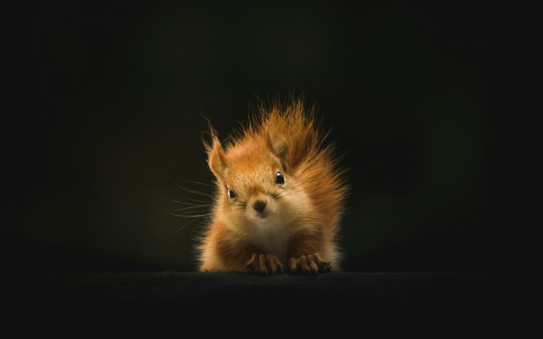 Do Squirrels Carry Fleas?