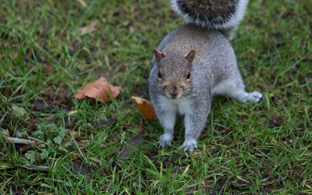 Do Squirrels Eat Safflower Seeds?