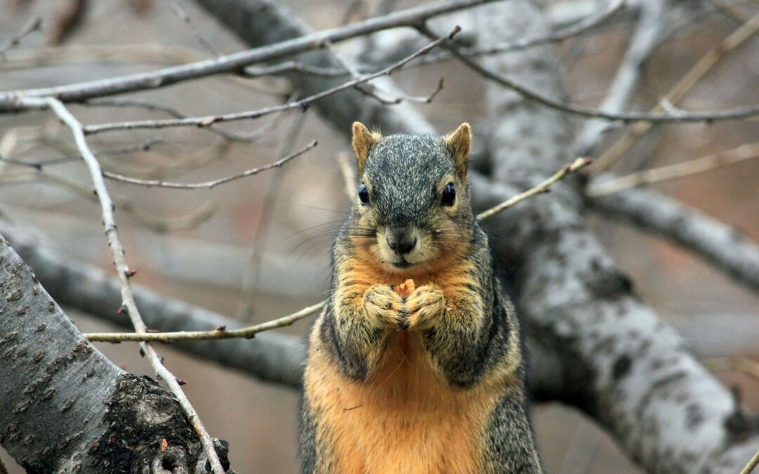 Urban vs. Rural Squirrels: How Habits Differ
