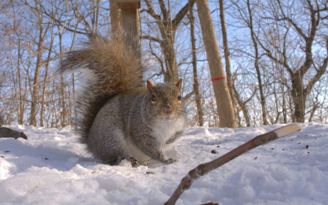 Do Squirrels Get Cold? Everything You Need to Know About How These Tiny Mammals Handle Winter