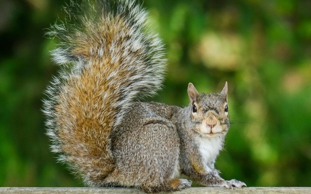 Will Squirrels Eat Rat Poison?